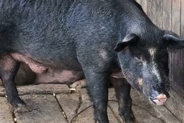 Governo de Roraima traça plano para conter avanços de javaporcos no estado