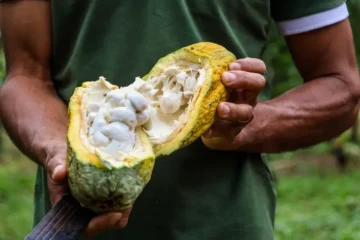 Pará lança guia técnico para fortalecer qualidade e mercado do cacau amazônico