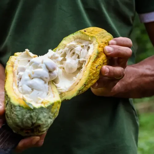 Pará lança guia técnico para fortalecer qualidade e mercado do cacau amazônico