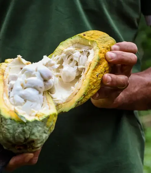Pará lança guia técnico para fortalecer qualidade e mercado do cacau amazônico