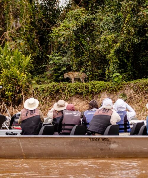 Mato Grosso busca inspiração na África do Sul para desenvolver safári sustentável no Pantanal
