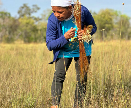 Iniciada a colheita do capim-dourado no Jalapão com autorização do Naturatins