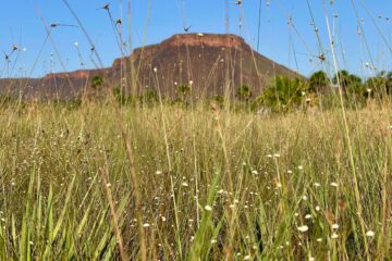 Capim-dourado: Naturatins participa de visita cultural no Jalapão