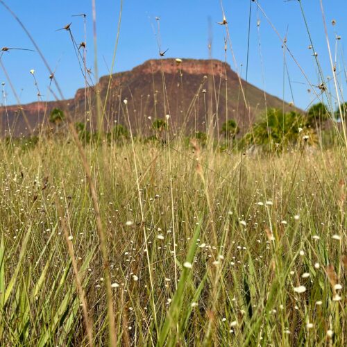 Capim-dourado: Naturatins participa de visita cultural no Jalapão