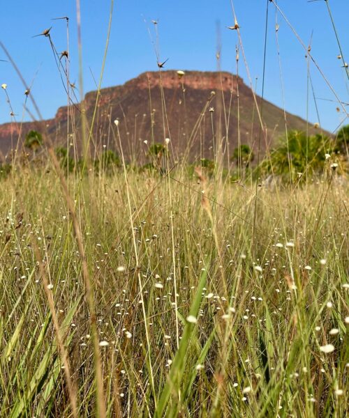 Capim-dourado: Naturatins participa de visita cultural no Jalapão