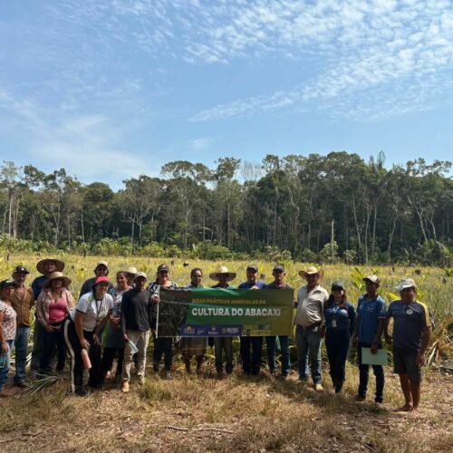 Idam promove a cultura do abacaxi no interior do Amazonas com curso de boas práticas e projetos de capacitação