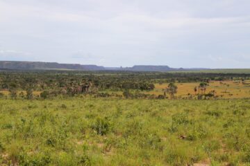 Governo do Tocantins reduz 21,8% de área desmatada em 2025