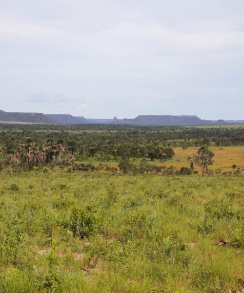 Governo do Tocantins reduz 21,8% de área desmatada em 2025