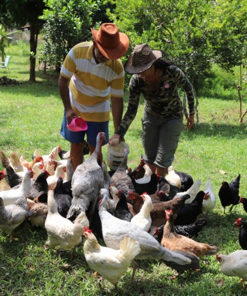 Produtores rurais participam de capacitação profissisonal em cinco municípios do Amazonas