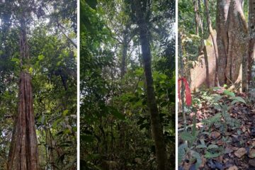 Brasil lança projeto pioneiro de conservação florestal pela metodologia VM0048