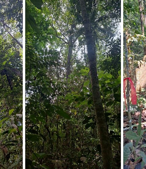 Brasil lança projeto pioneiro de conservação florestal pela metodologia VM0048