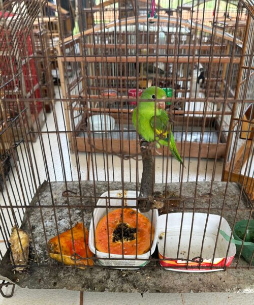 Operação Pássaro Livre resgata mais de 130 aves silvestres no norte do Tocantins