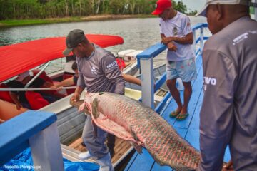 Projeto fortalece cadeia do pirarucu e amplia alternativas de renda na Amazônia