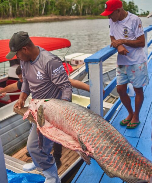 Projeto fortalece cadeia do pirarucu e amplia alternativas de renda na Amazônia