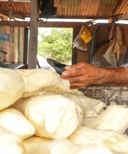 Rio Branco realiza 2ª edição do Festival da Macaxeira e Agronegócio