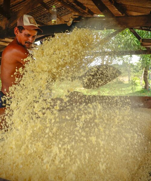 Apoio da Prefeitura fortalece agricultura familiar e impulsiona produção de macaxeira em Rio Branco
