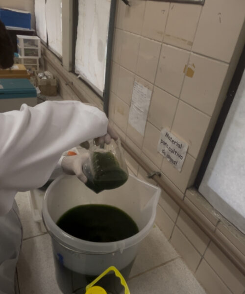 Microalgas da Amazônia impulsionam nova fronteira da biotecnologia sustentável no Brasil