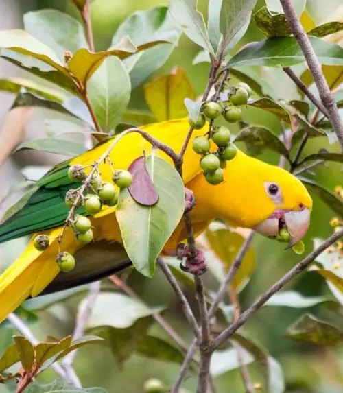 Ideflor-Bio lidera projetos do Pavilhão Pará na COP30 com 25 trabalhos aprovados