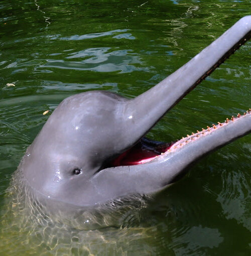 Tecnologia ajuda comunidades da Amazônia a conviver com botos e aumentar pesca em até três vezes