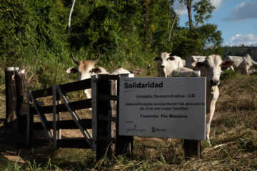 Pecuária familiar na Amazônia aumenta 64% em produtividade com práticas regenerativas