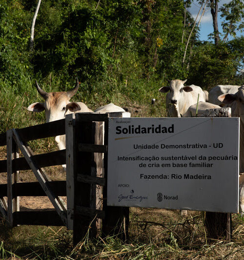 Pecuária familiar na Amazônia aumenta 64% em produtividade com práticas regenerativas