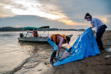 Superaquecimento dos lagos amazônicos durante seca extrema de 2023 matou mais de 200 botos