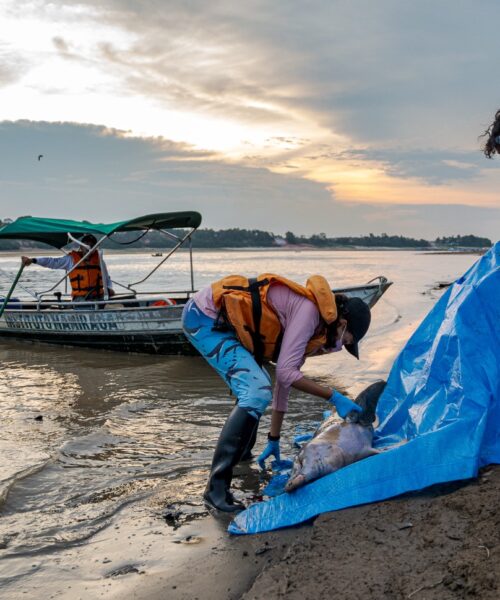 Superaquecimento dos lagos amazônicos durante seca extrema de 2023 matou mais de 200 botos