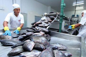 Tocantins tem a segunda menor taxa de desocupação do Norte, aponta IBGE