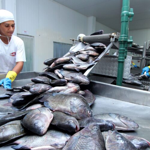 Tocantins tem a segunda menor taxa de desocupação do Norte, aponta IBGE