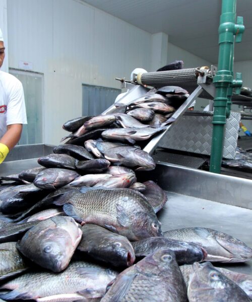 Tocantins tem a segunda menor taxa de desocupação do Norte, aponta IBGE