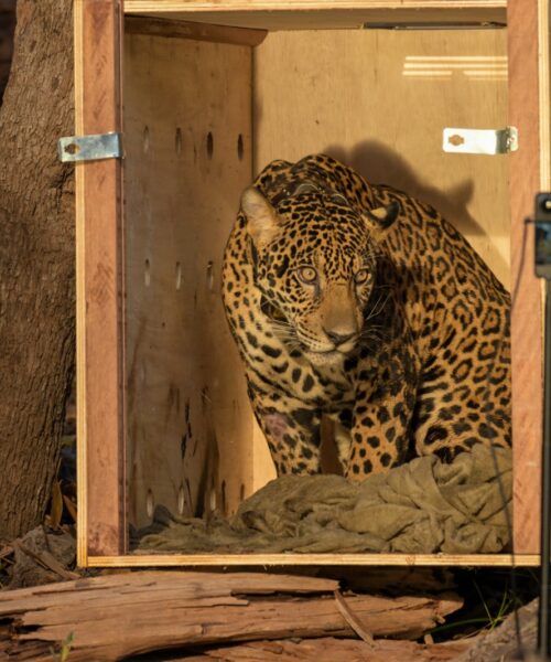 Onça-pintada resgatada no Rio Negro é devolvida à natureza após operação inédita no Amazonas