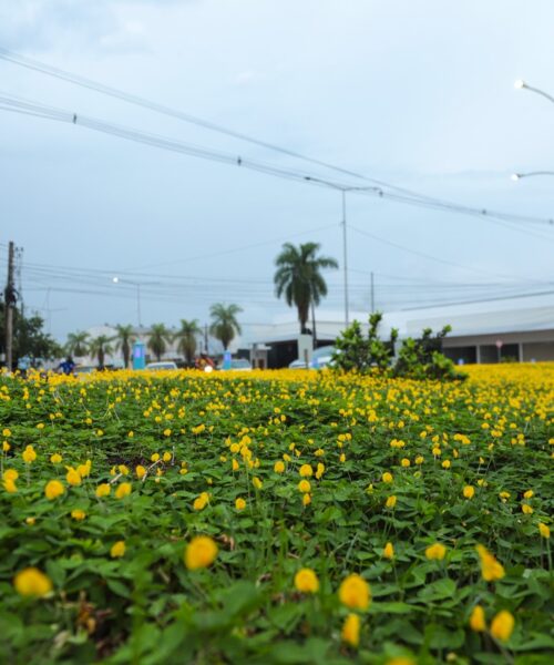 Prefeitura de Rio Branco investe em paisagismo e ações ambientais para tornar a capital mais acolhedora