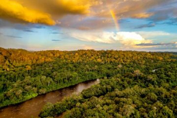Pará lidera redução do desmatamento na Amazônia e reforça compromisso com sustentabilidade antes da COP30