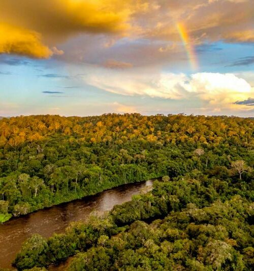 Pará lidera redução do desmatamento na Amazônia e reforça compromisso com sustentabilidade antes da COP30