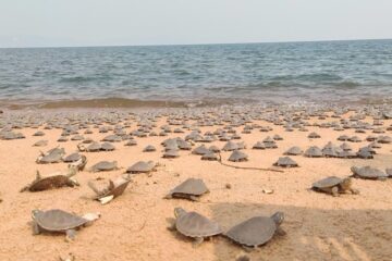 Mais de 3,5 mil filhotes de tartaruga são soltos no rio Xingu, no Pará