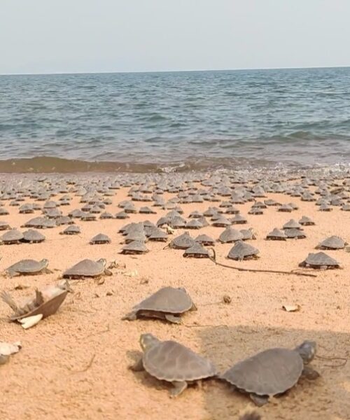 Mais de 3,5 mil filhotes de tartaruga são soltos no rio Xingu, no Pará