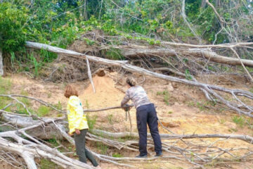 Monitoramento no Parque do Cantão registra 31 ariranhas e reforça importância da área para conservação