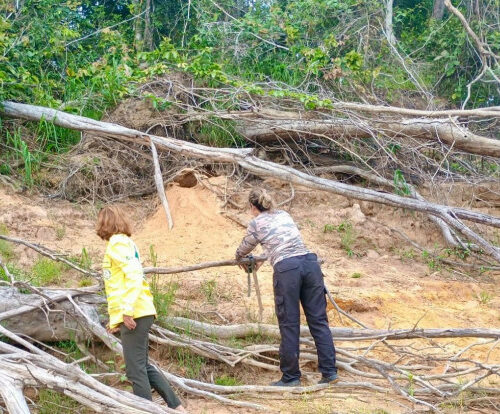 Monitoramento no Parque do Cantão registra 31 ariranhas e reforça importância da área para conservação