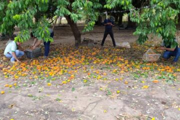 Governo de Roraima inicia ação para conter avanço da mosca-da-carambola em Boa Vista
