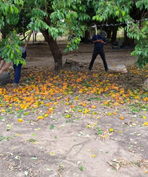 Governo de Roraima inicia ação para conter avanço da mosca-da-carambola em Boa Vista
