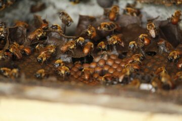 Boa Vista do Ramos obtém Indicação Geográfica para o mel e fortalece cadeia produtiva no Amazonas