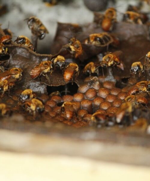 Boa Vista do Ramos obtém Indicação Geográfica para o mel e fortalece cadeia produtiva no Amazonas