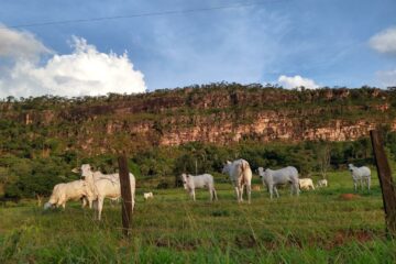 Mato Grosso mantém liderança nacional com 31, 6 milhões de cabeças de gado