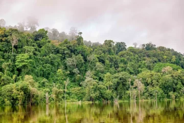 Pará consolida a Cota de Proteção Ambiental e avança na regularização rural em 2025