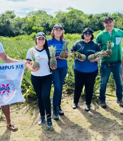Pesquisa no Marajó desenvolve amaciante natural de carne a partir do abacaxi