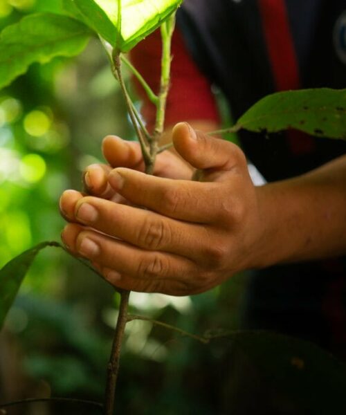 Acre abre credenciamento para fornecimento de mudas de café e cacau ao governo estadual