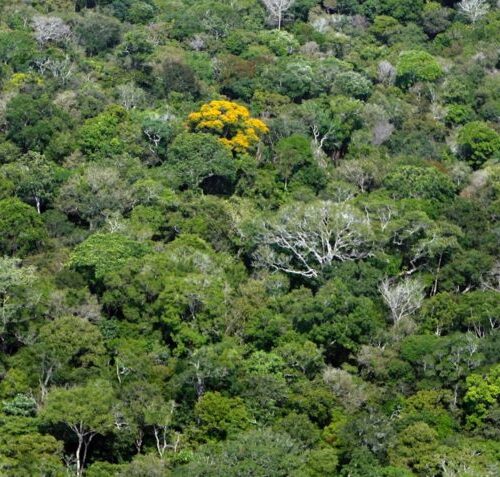 BNDES aprova R$ 4,3 bilhões para financiar projetos de restauração ambiental e transição climática