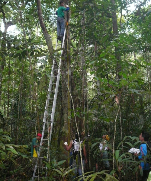 Estudo aponta impactos das mudanças climáticas na diversidade arbórea da Amazônia e dos Andes