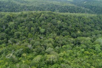 Tocantins reduz desmatamento em mais de 20% e áreas queimadas em cerca de 34% em 2025, aponta CIGMA