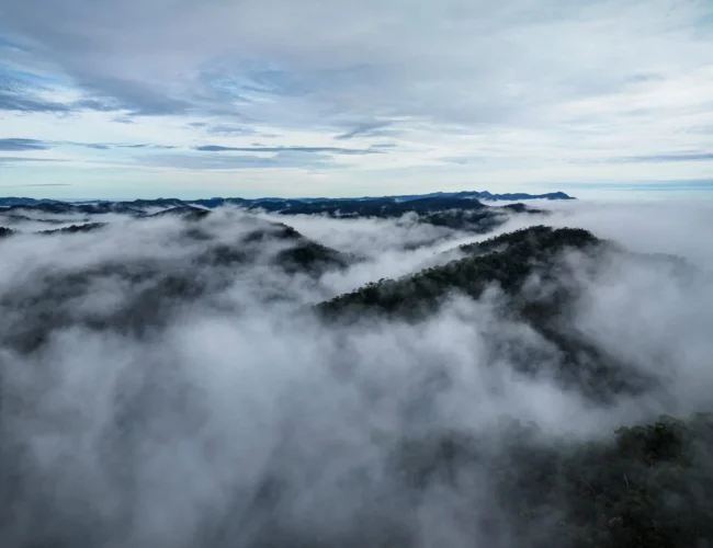 Expedição levará empresários à floresta para conhecer iniciativas de bioeconomia no Acre